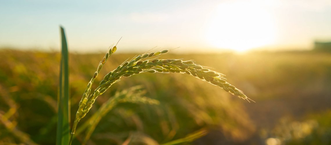 Detail of the rice plant at sunset in Valencia, with the plantation out of focus. Rice grains in plant seed.